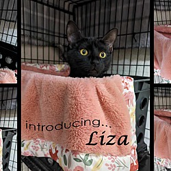 Thumbnail photo of Liza #2