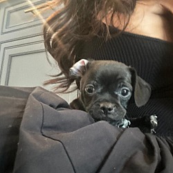 Photo of Harry - Taylor Swift Pup