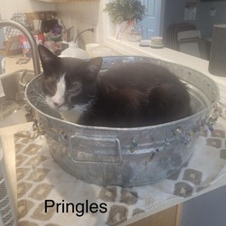 Photo of Pringle