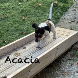 Thumbnail photo of Acacia beagle #4