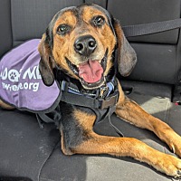 adopt a pet