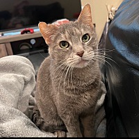 adopt-pet