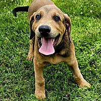adopt a pet