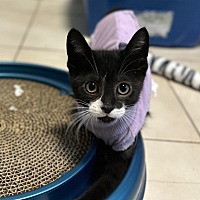 adopt a pet