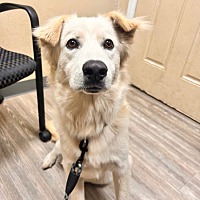 adopt a pet