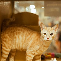 adopt a pet