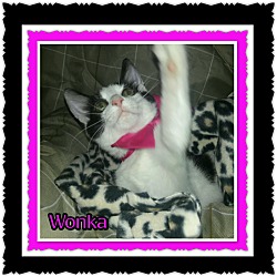 Thumbnail photo of Wonka #1