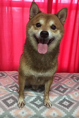 Okeechobee Fl Shiba Inu Meet Aries Pending A Pet For