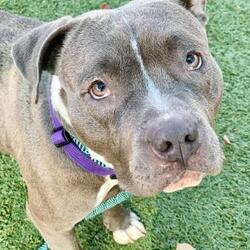 Placer SPCA - Tahoe in Roseville, California