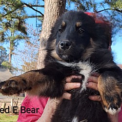 Thumbnail photo of Mr. Ted E Bear #4