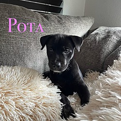 Photo of Pota