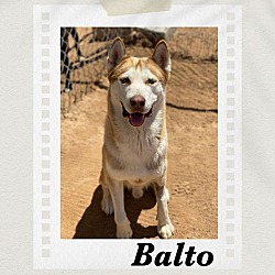 Thumbnail photo of Balto #1