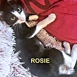 Thumbnail photo of Rosie #1