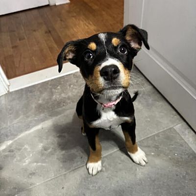 Southampton, PA - Rottweiler/Mixed Breed (Medium). Meet Pully Society a ...