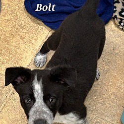 Thumbnail photo of Bolt #1