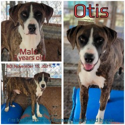 Thumbnail photo of Otis #1