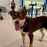 adopt a pet