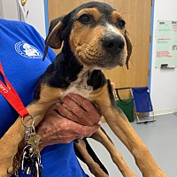 adopt a pet