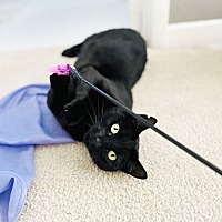 adopt a pet