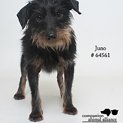 Thumbnail photo of Juno #4