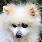 Pomeranian Puppies - Pomeranian Rescue and Adoption Near You