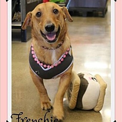 Thumbnail photo of Frenchie #1