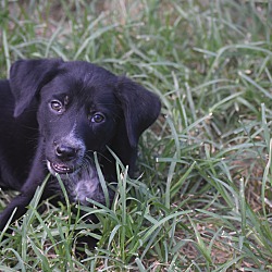 Thumbnail photo of Zuri~adopted! #3