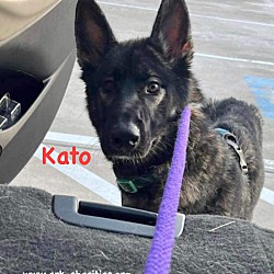 Thumbnail photo of Kato #4