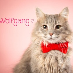 Thumbnail photo of Wolfgang #4