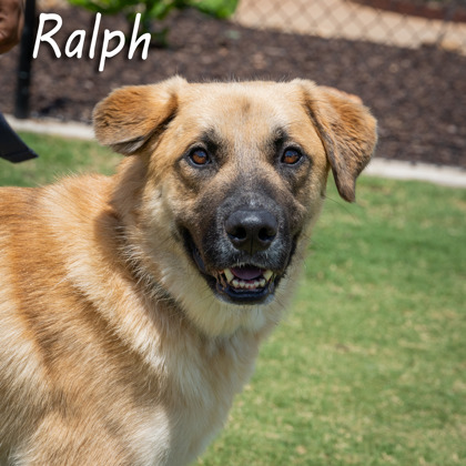 Photo of Ralph- ask about me I am in a foster home!
