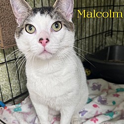 Thumbnail photo of Malcolm, Willow Grove PA (FCID # 03/26/2024-34) #4