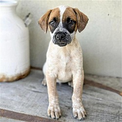 Thumbnail photo of Skechers Pup - Jogger - Adopted! #1