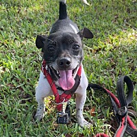 adopt a pet