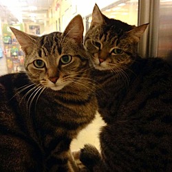 Thumbnail photo of Cleo and Rameses #1