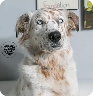 australian shepherd irish setter mix