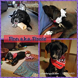Thumbnail photo of Finnie #1
