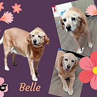 Photo of Belle (GrandPaws)