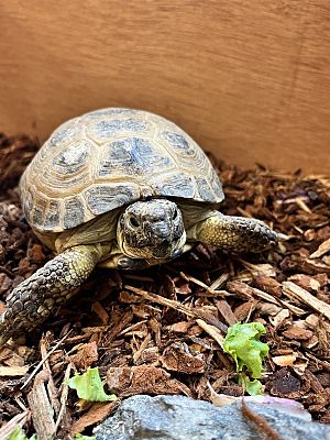 Quakertown, PA - Tortoise. Meet Touche a Pet for Adoption - AdoptaPet.com