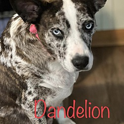 Thumbnail photo of Dandelion #1