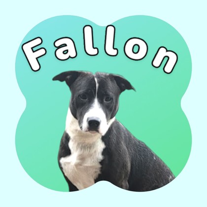 Thumbnail photo of Fallon #1