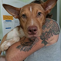 adopt a pet