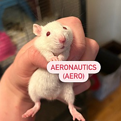 Thumbnail photo of Astro, Eco, & Aero BONDED TRIO #3