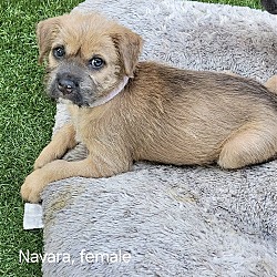 Photo of Navara