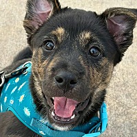 adopt a pet