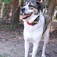 adopt-pet