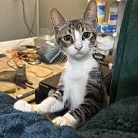 adopt a pet