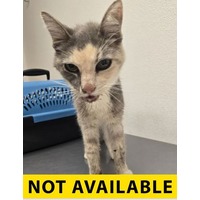 ABIGAIL - Domestic Shorthair available for adoption