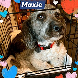 Thumbnail photo of Maxie #1