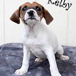 Thumbnail photo of Kelby~adopted! #1