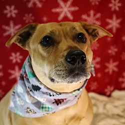 Thumbnail photo of Ginger #4